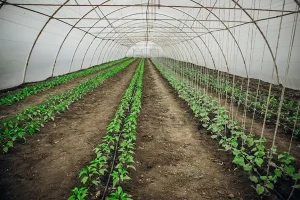 Теплична плівка як інструмент управління врожаєм: підвищення урожайності та якості