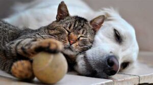 Сміх, спокій і шерсть на дивані: як домашні улюбленці роблять нас щасливішими