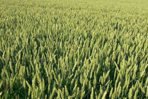 Бур’яни, що заважають пшениці та житу