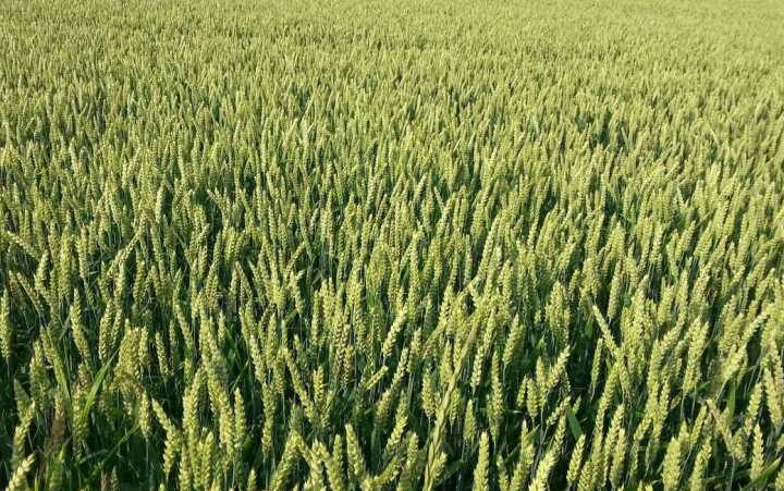 Бур’яни, що заважають пшениці та житу