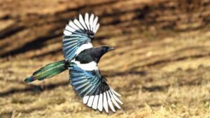 Знаки та прикмети – як народна мудрість допомагає у щоденному житті