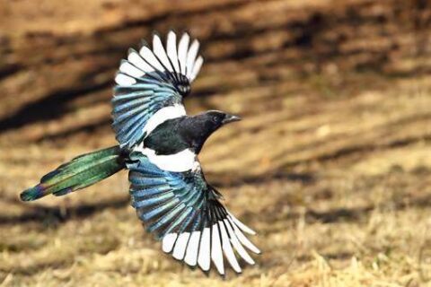 Знаки та прикмети – як народна мудрість допомагає у щоденному житті