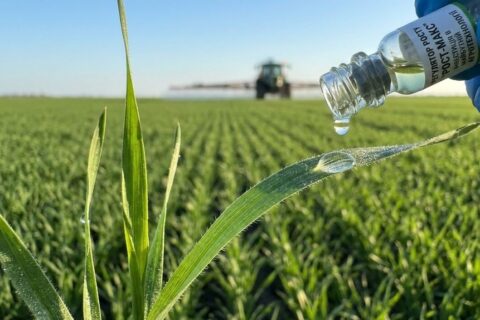 Регулятор росту рослин – інвестиція в майбутній урожай