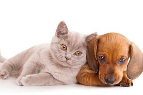 Шосте чуття: як тварини в готелі передчувають господаря